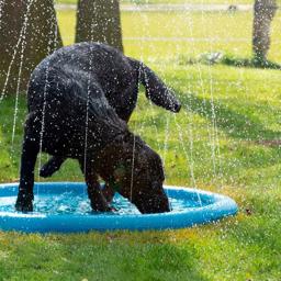 CoolPets vattensprinkler måste plaska pool för hunden